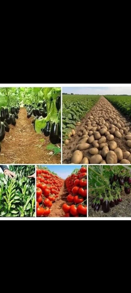 مزارع زراعة وصيانه وترتيب الحدائق - 1