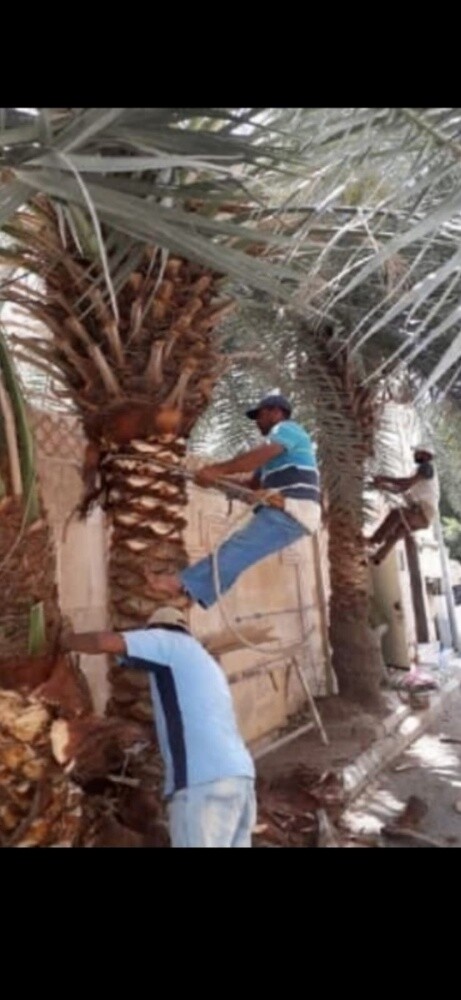 نقوم بعمل النخيل - 2