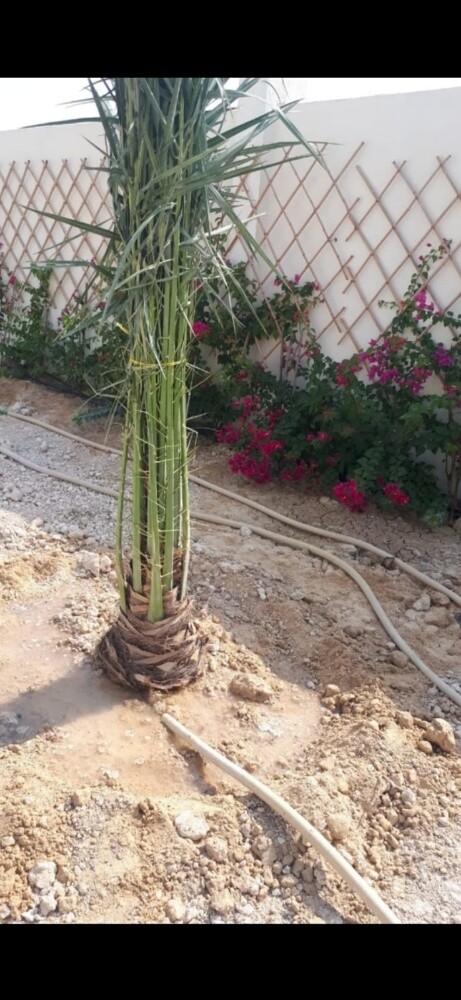 نقوم بعمل النخيل - 3