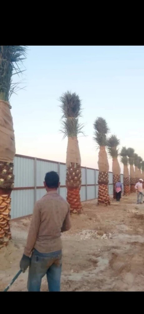نقوم بعمل النخيل - 1