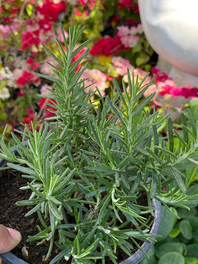 مزارع - 6