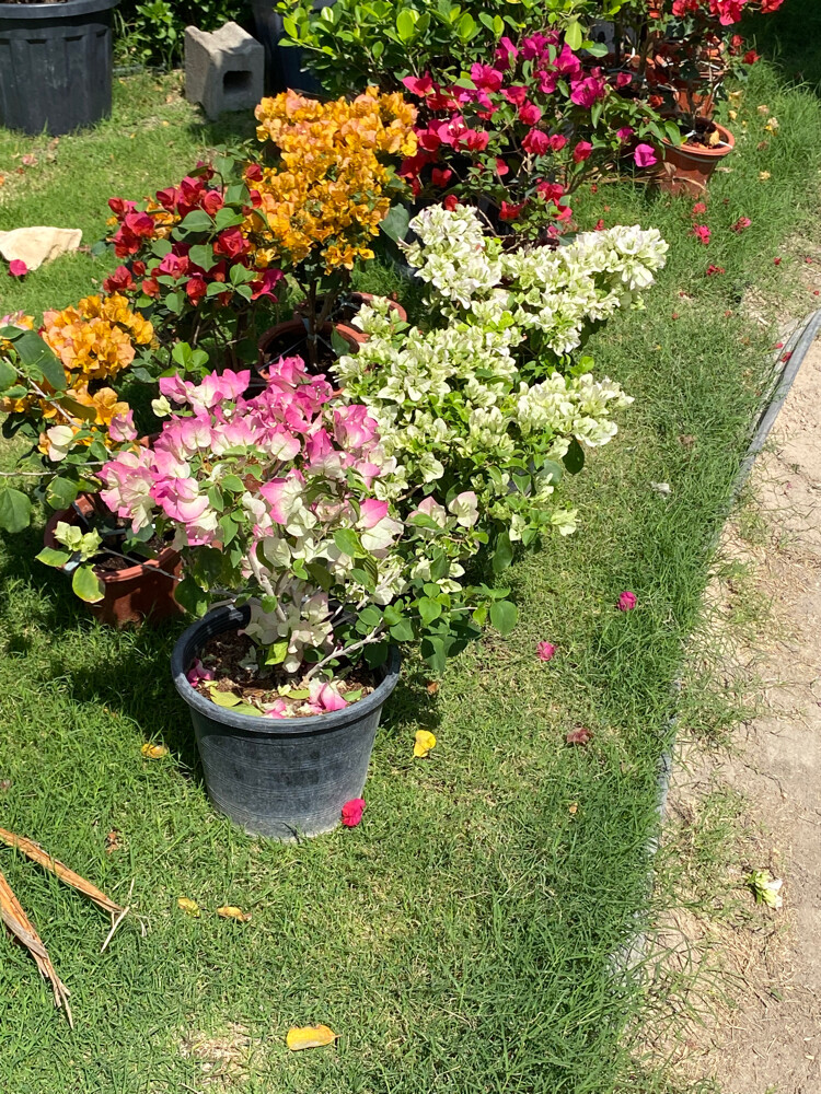 مزارع - 5