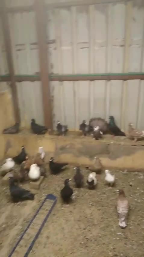pigeon for urgent sale. - 1