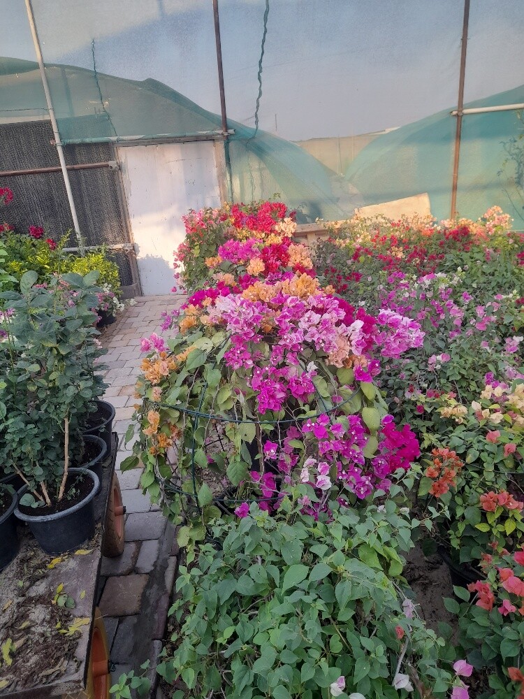 مزارع - 1