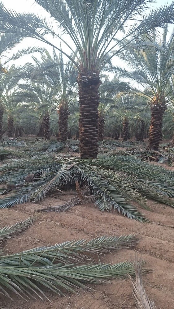 نخل خدمات للبيع - 1