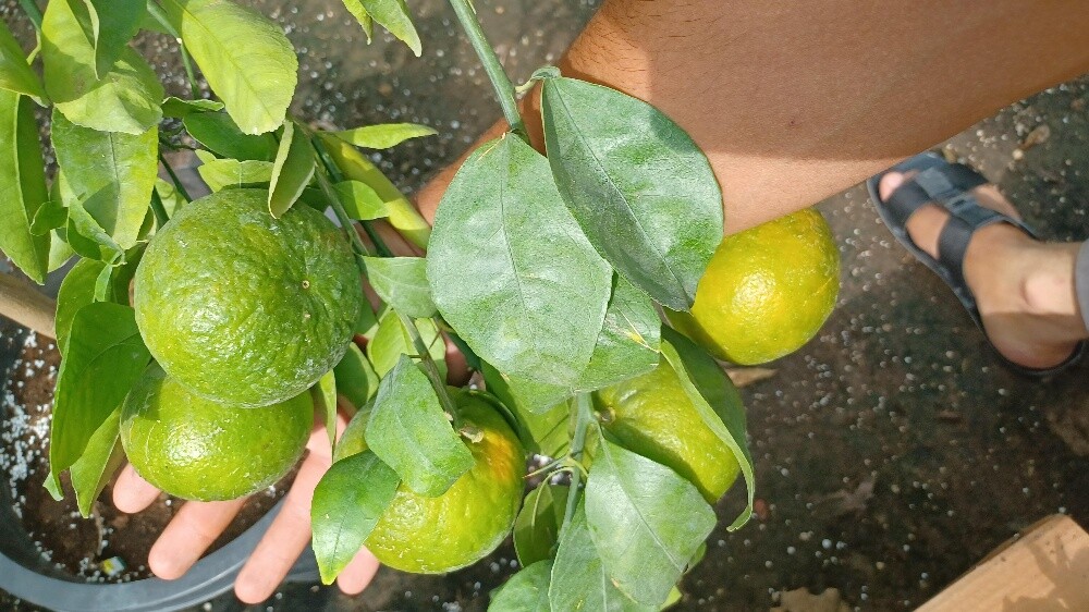 اشجار برتقال ومانجا وسنتر - 3