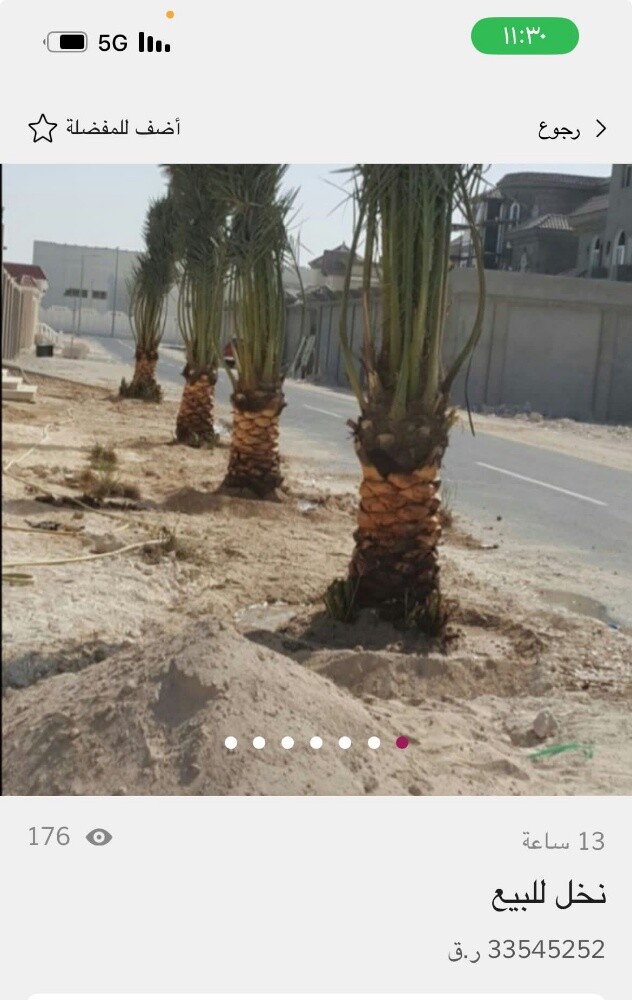 نخل زينه وشنتني ونخل مثمر - 7