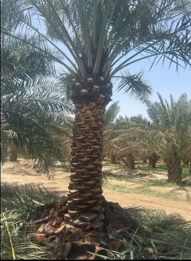 نخل زينه وشنتني ونخل مثمر - 10