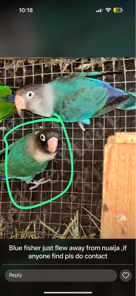 love bird - 1