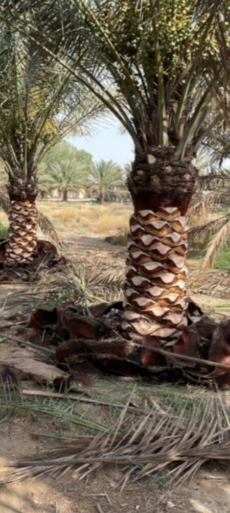 تنظيف النخل ورش وموغزيات - 1