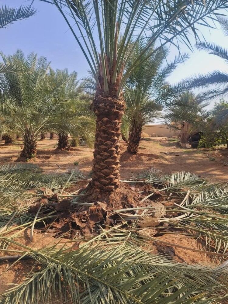 مزارع تنظيف النخل ورش وموغزيات - 1