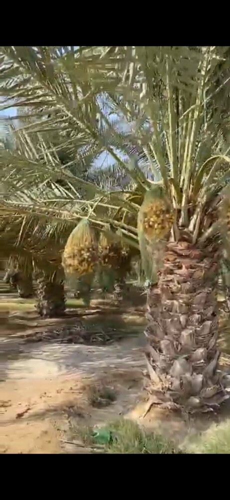 توريد وتركيب النخل - 1