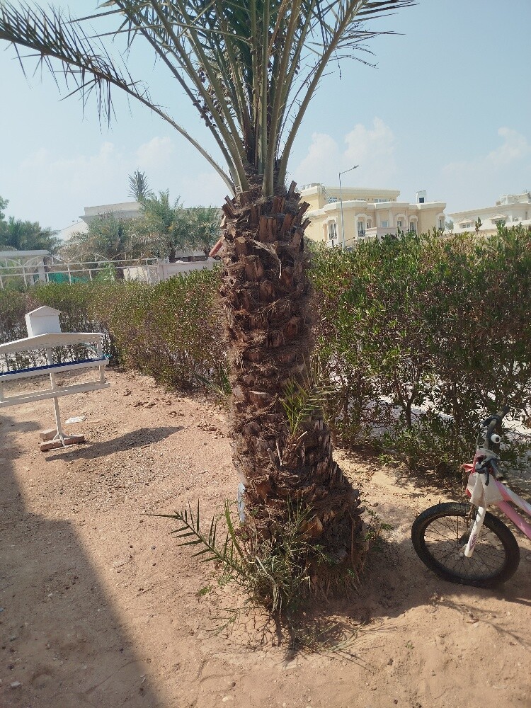 زراعه النخیل والشجار تکریب نخل - 7