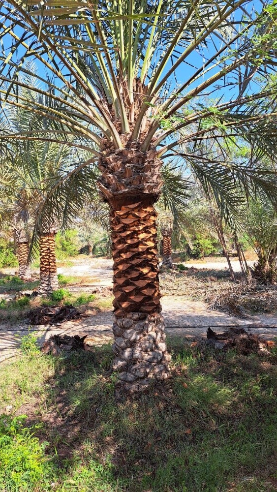 زراعه النخیل والشجار تکریب نخل - 4