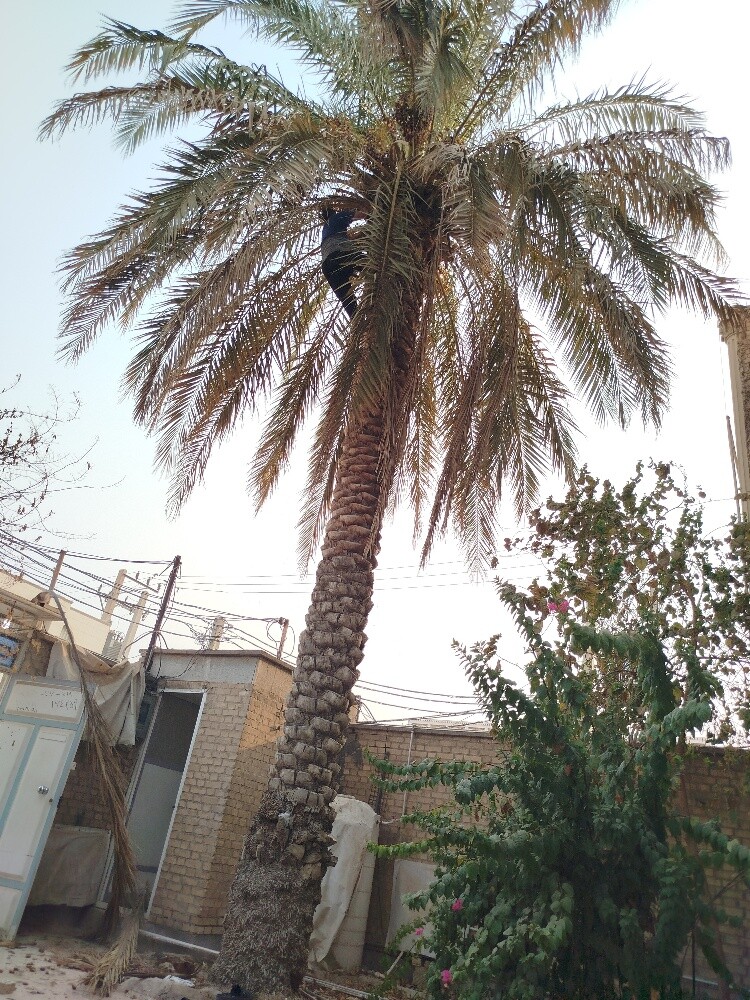 زراعه النخیل والشجار تکریب نخل - 6
