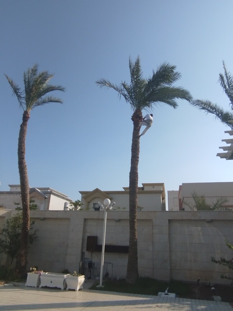 زراعه النخیل والشجار تکریب نخل - 2