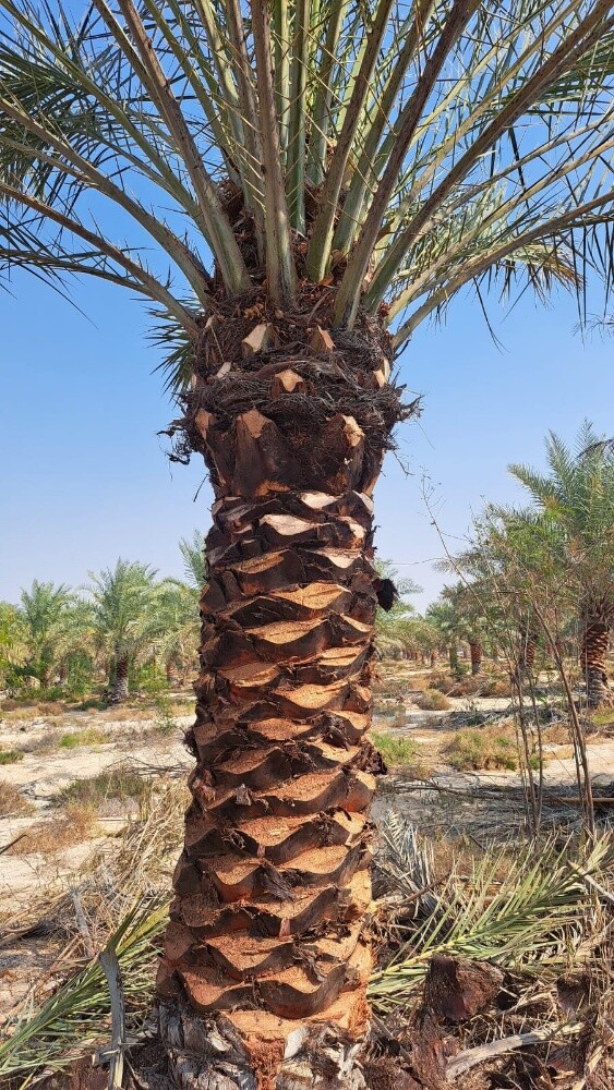 زراعه النخیل والشجار تکریب نخل - 5