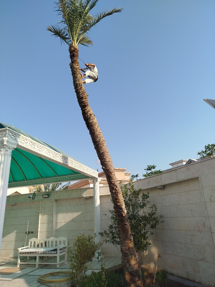 زراعه النخیل والشجار تکریب نخل - 3