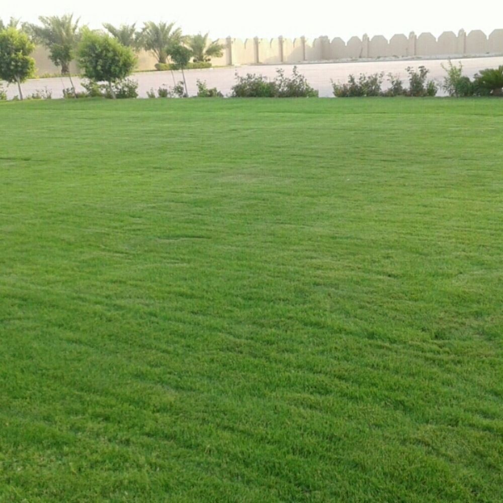 زراعة العشب الشتلات - 14