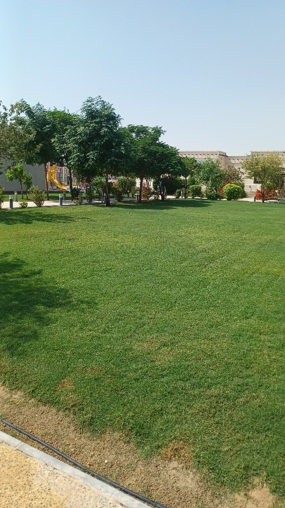 زراعة العشب الشتلات - 11