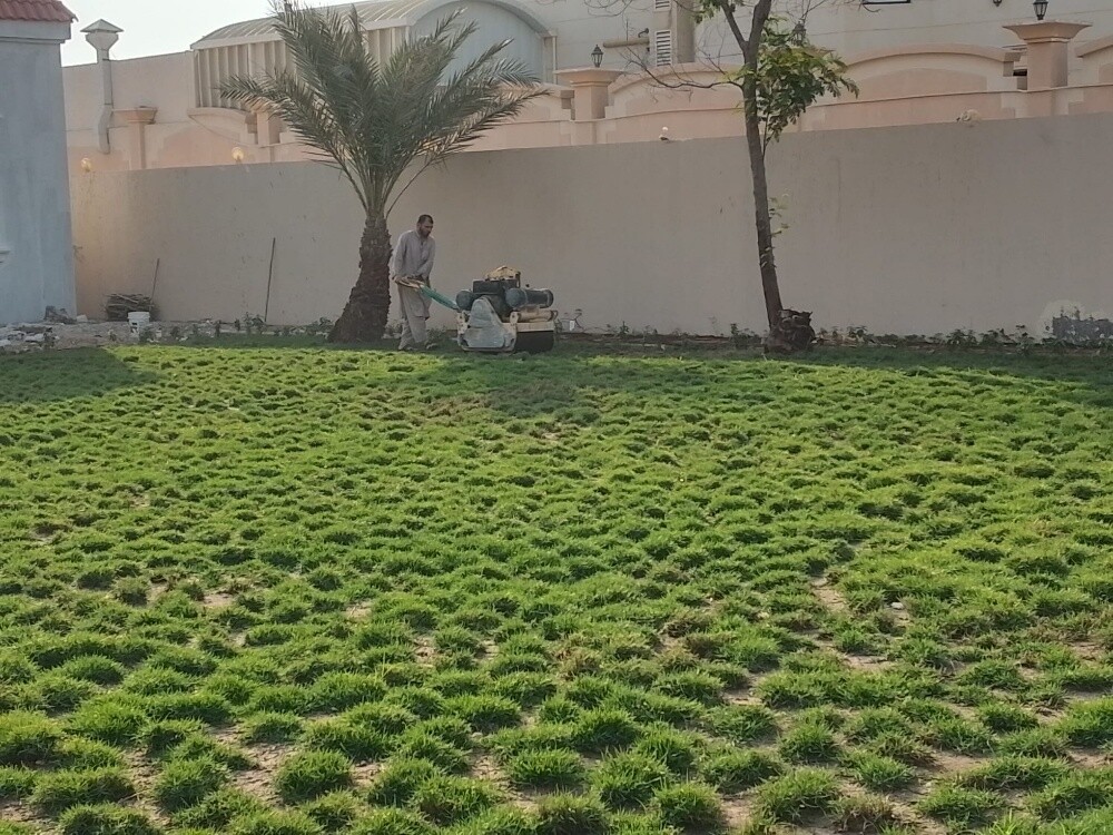 زراعة العشب الشتلات - 2