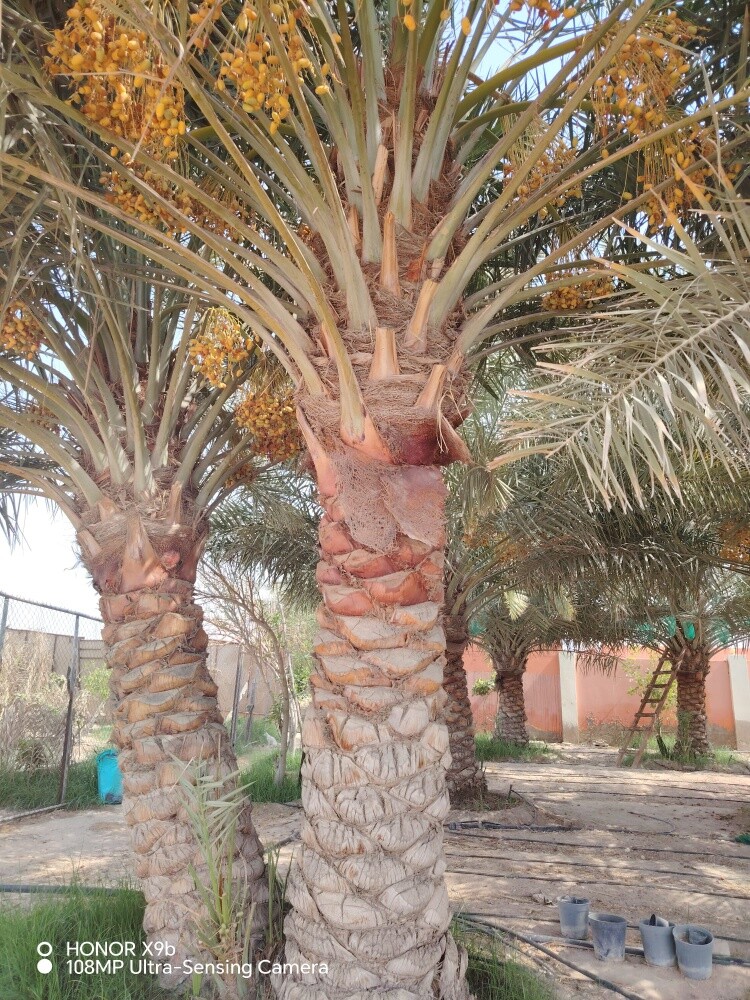 زراعة جميع أنواع النخيل - 5