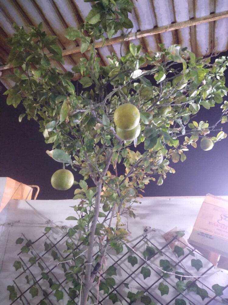 أشجار اصيص - 4