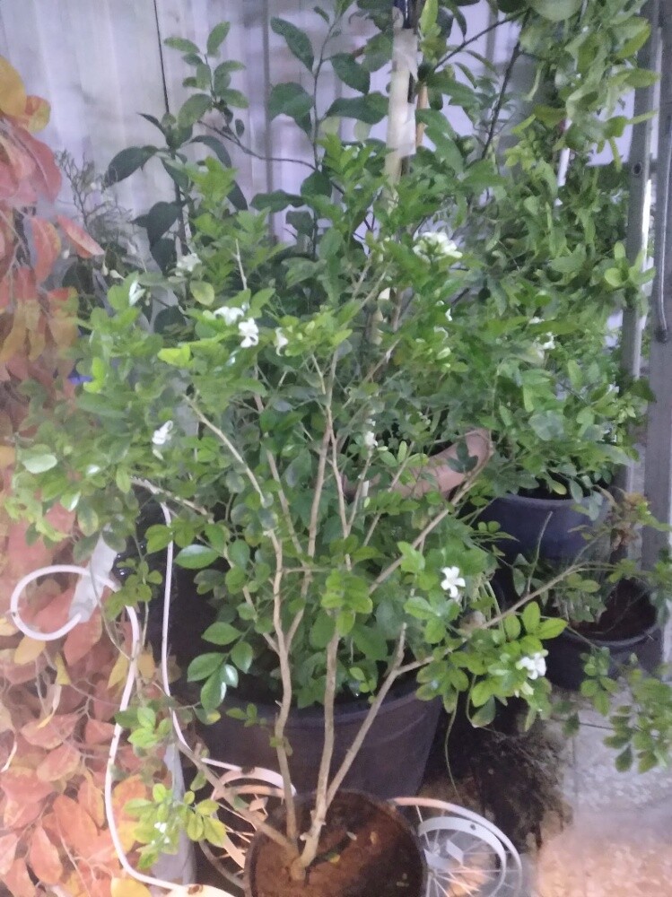 أشجار اصيص - 12