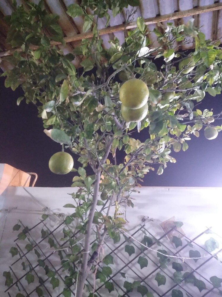 أشجار اصيص - 3