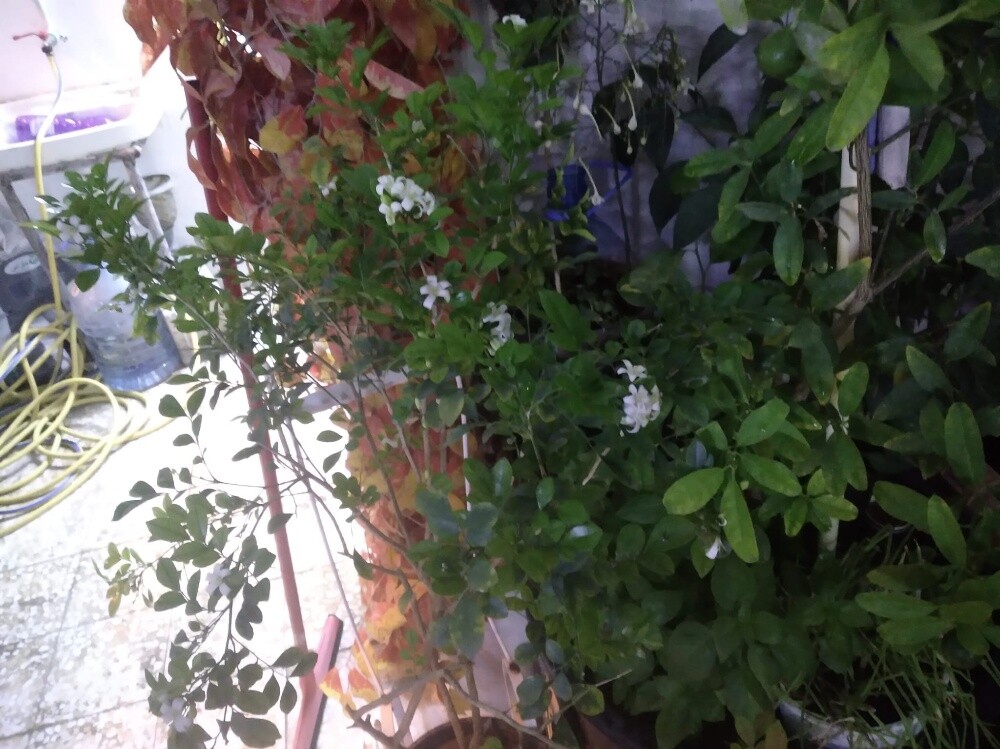 أشجار اصيص - 6