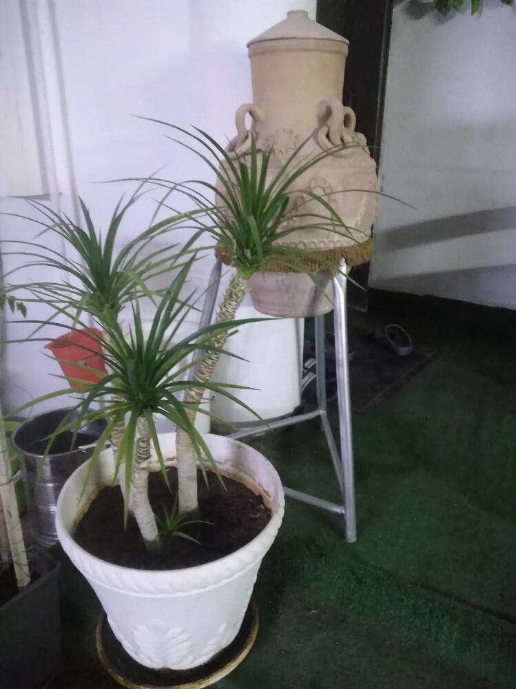 أشجار اصيص - 11