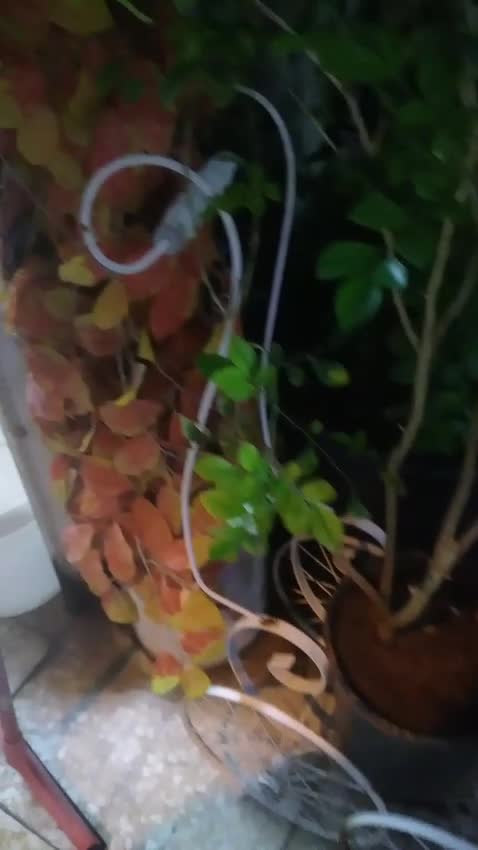 أشجار اصيص - 1