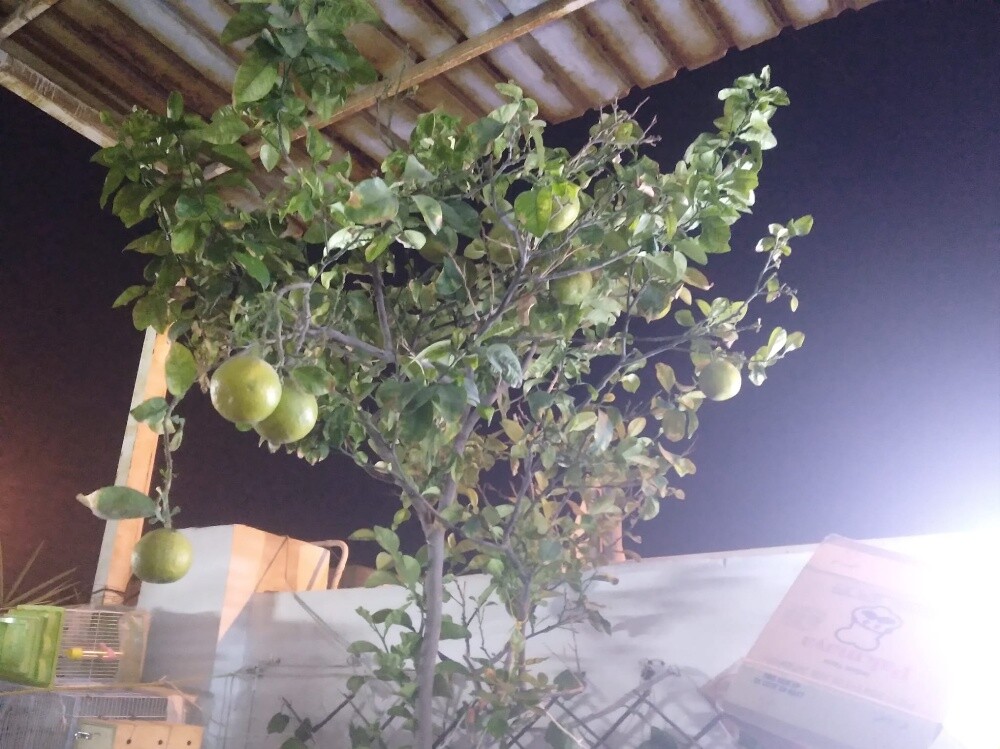 أشجار اصيص - 2