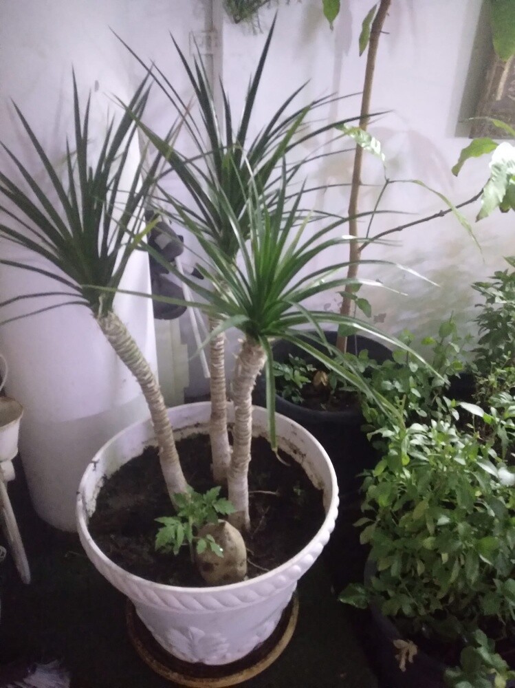 أشجار اصيص - 8