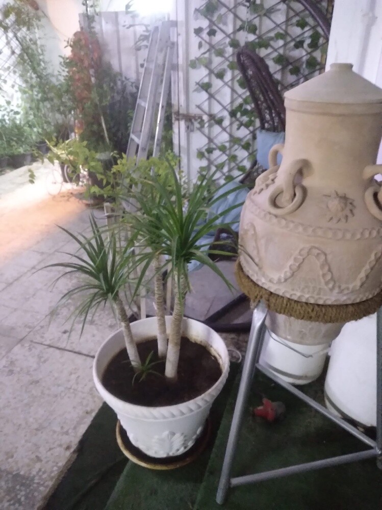 أشجار اصيص - 10