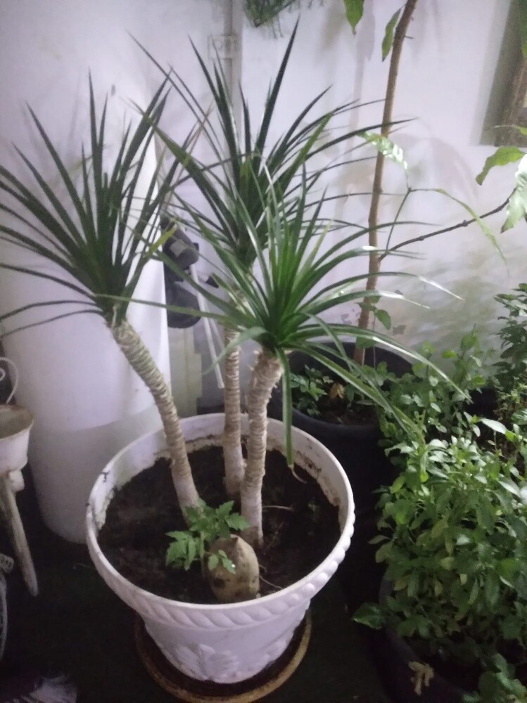 أشجار اصيص - 9