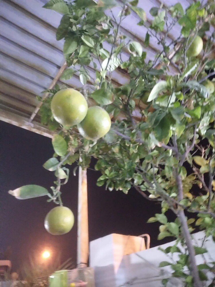 أشجار اصيص - 5