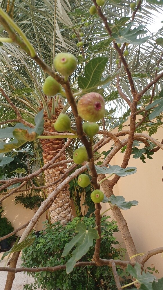 قص وترتيب الحدائق - 9