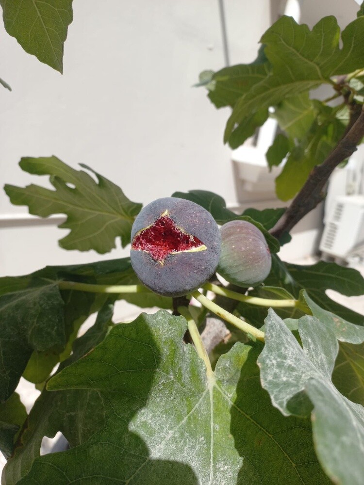 مزارع - 19