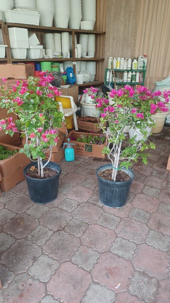 مزارع - 8