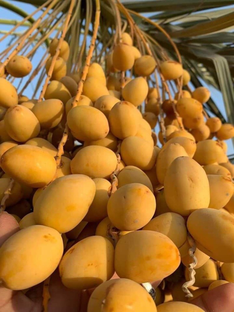 مزارع - 16