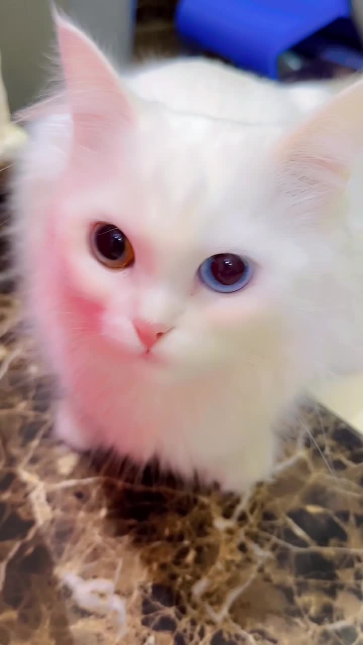 white cat - 1