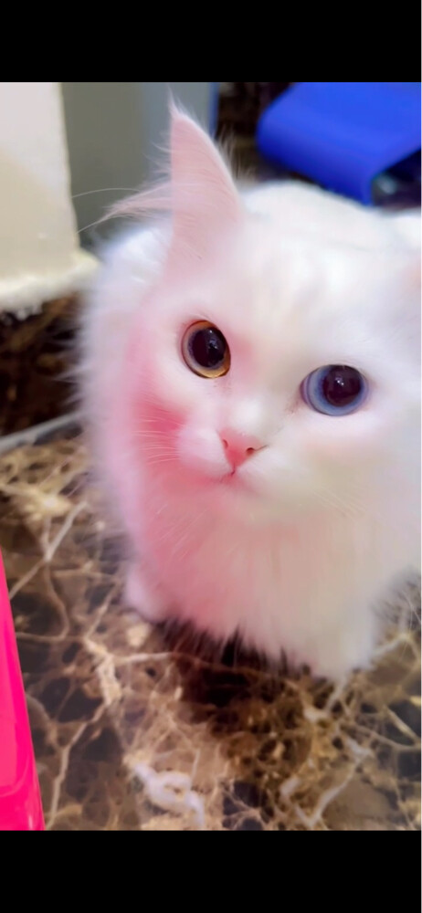 white cat - 2