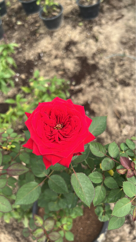 ترتيب الحدائق  - 12