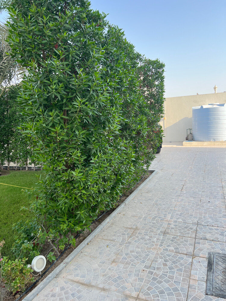 ترتيب الحدائق  - 25