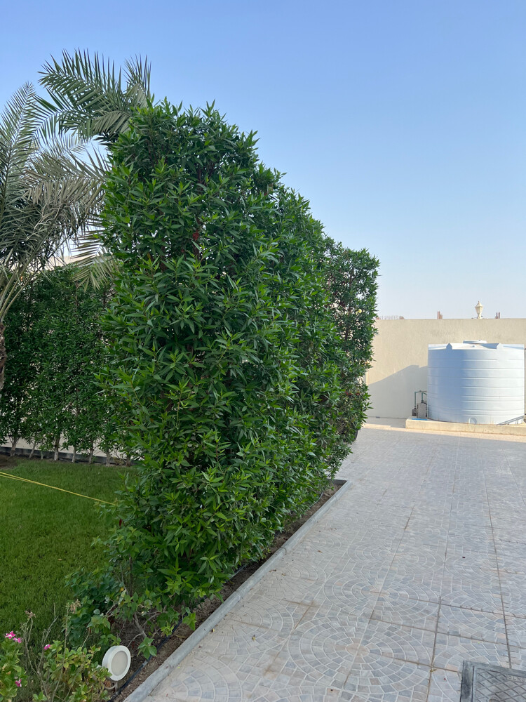 ترتيب الحدائق  - 26