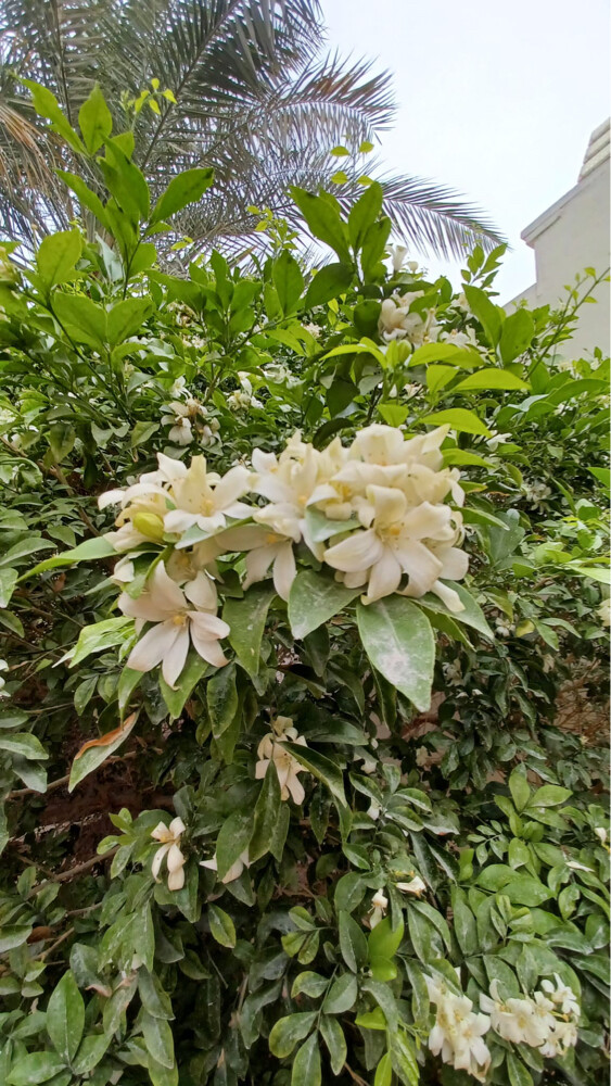 ترتيب الحدائق  - 22