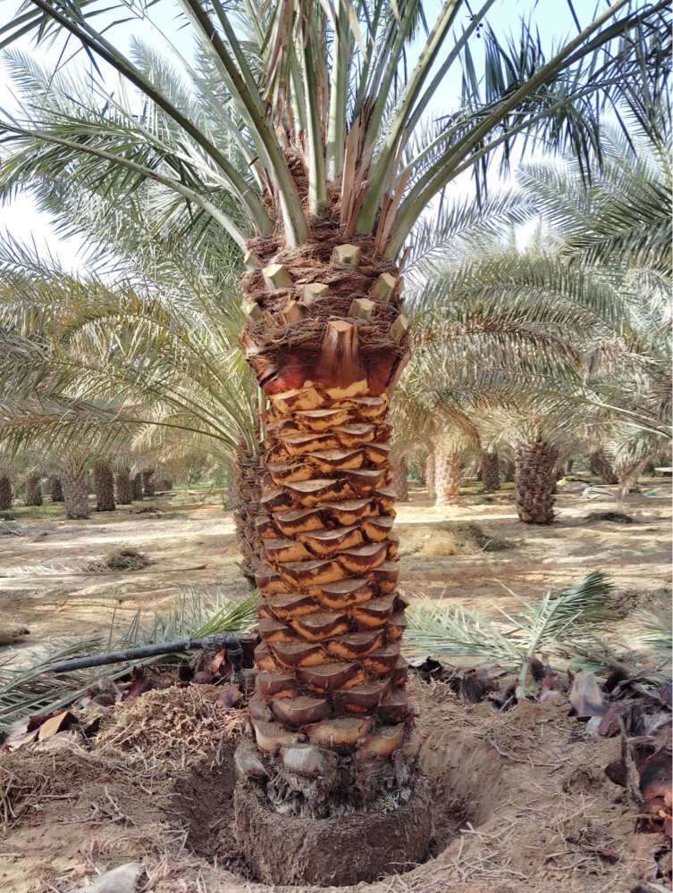 ترتيب الحدائق  - 18