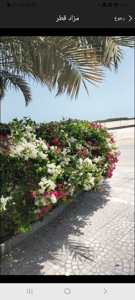 مزارع عمل كافه أعمال الزراعه وتنس - 1