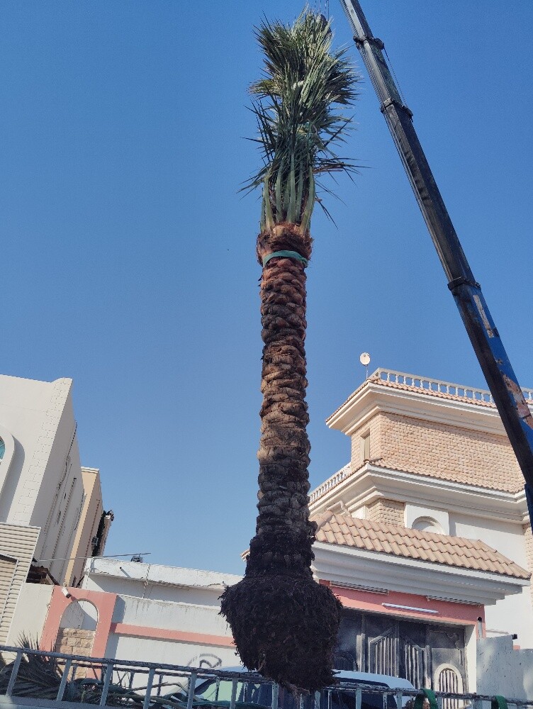 نقوم بتنسيق حدائق وعمل شبكات - 3